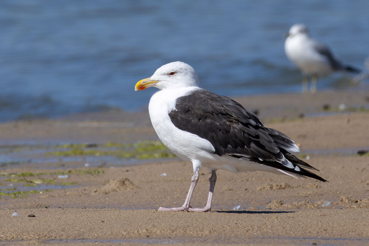 Great Black-backed Gull