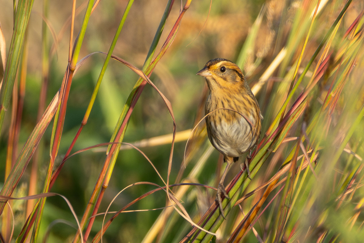 Nelson's Sparrow