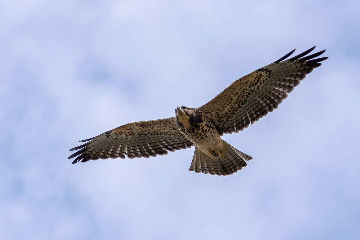 Swainson's Hawk