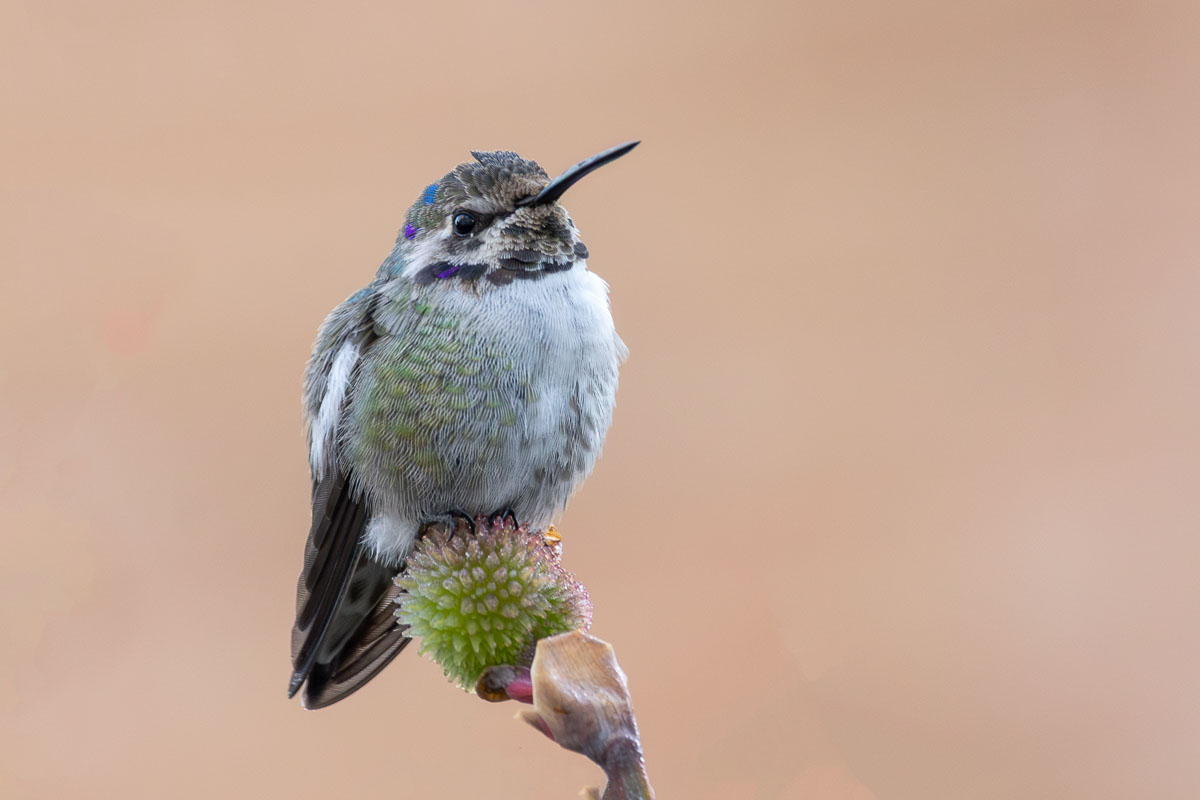 Costa's Hummingbird