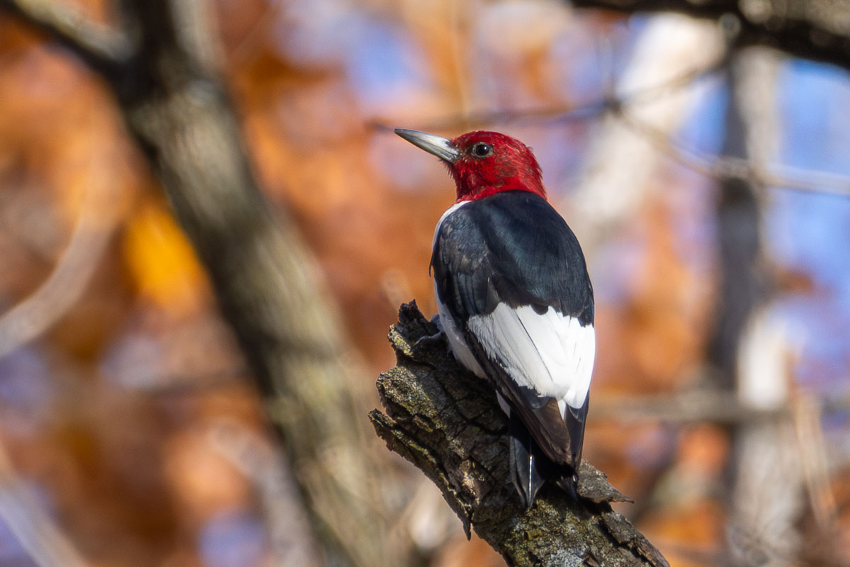 Red-headed Woodpecker