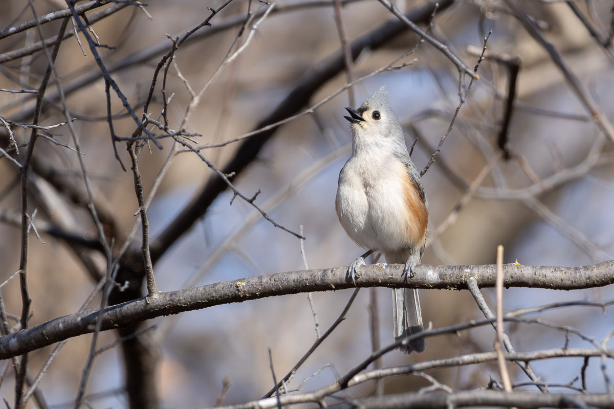 Tufted Titmouse