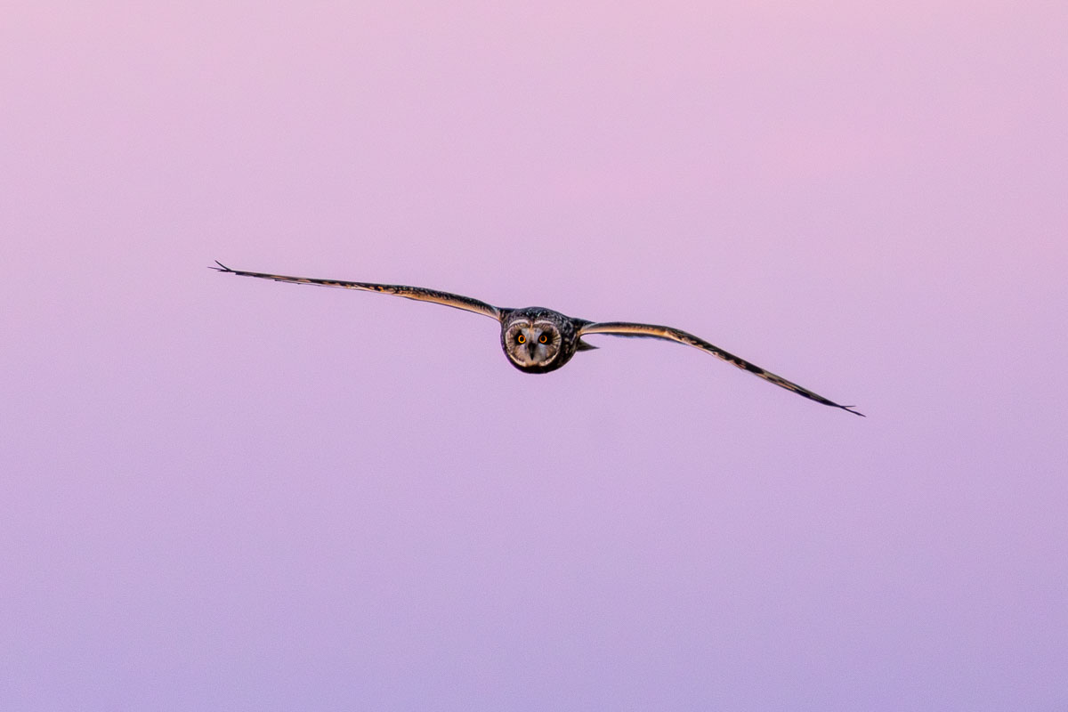 Short-eared Owl