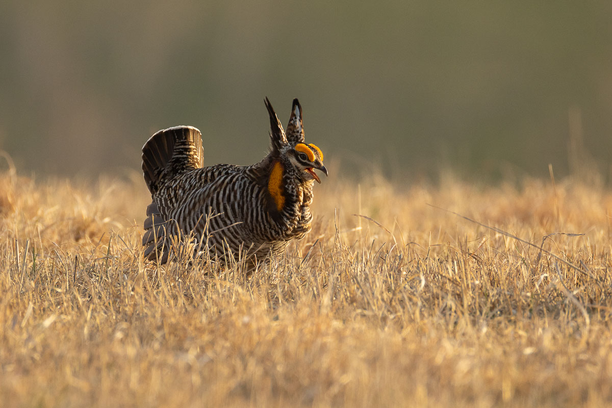 Greater Prairie-Chicken