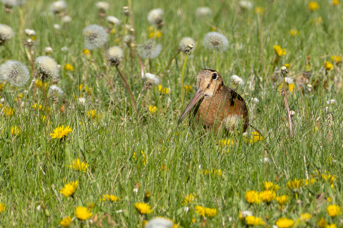 American Woodcock