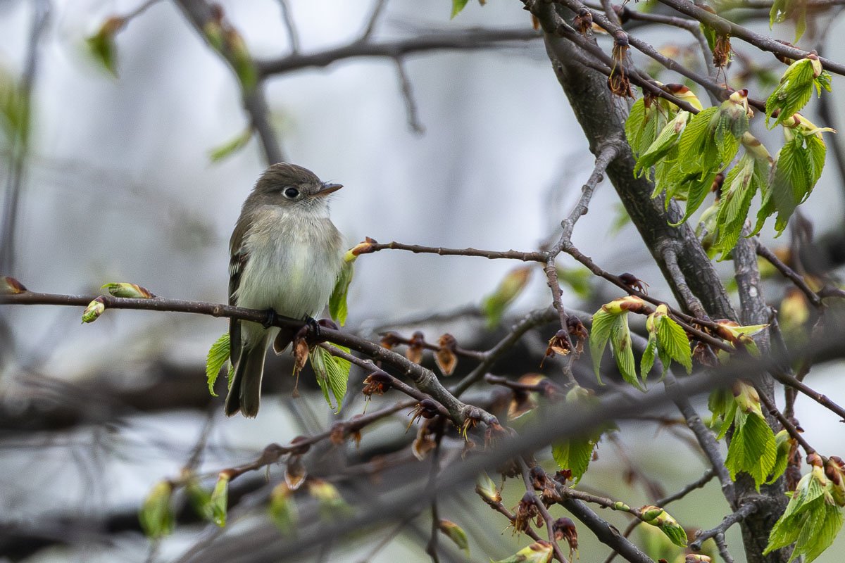 Least Flycatcher