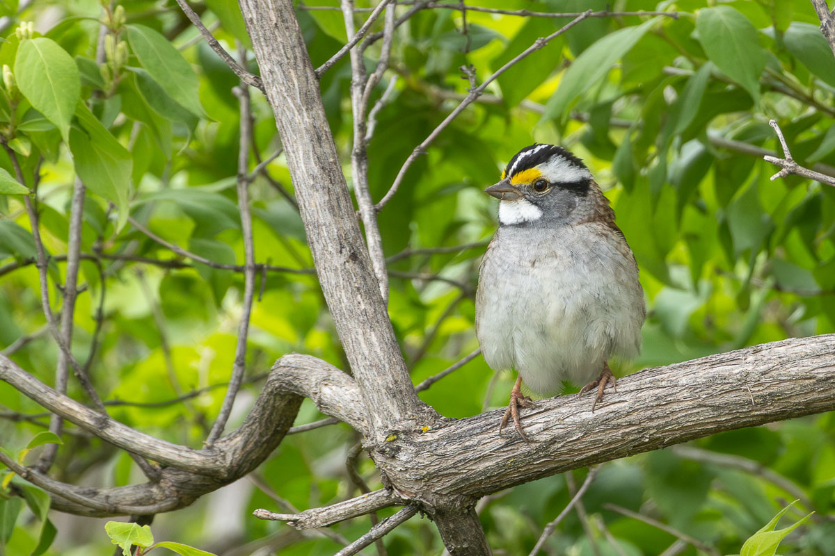 White-throated Sparrow