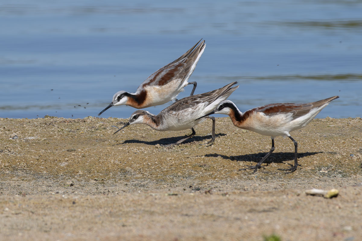 Wilson's Phalarope