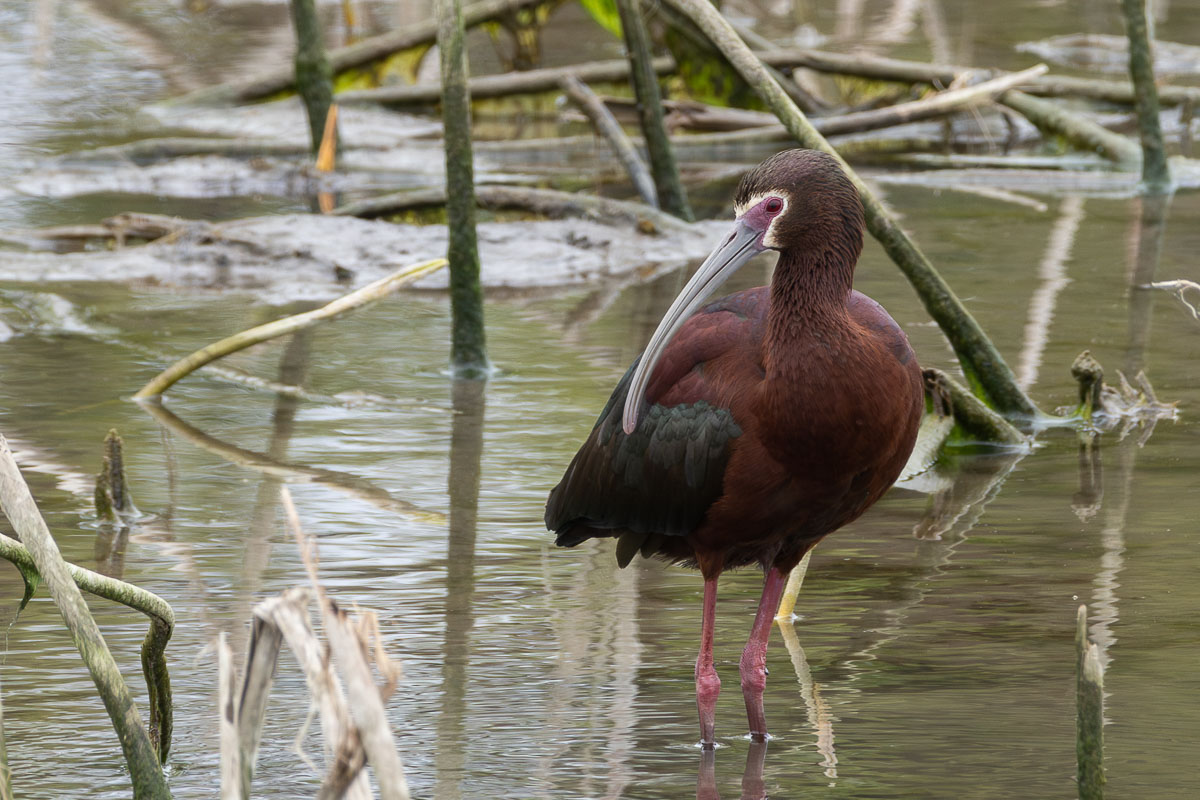 White-faced Ibis