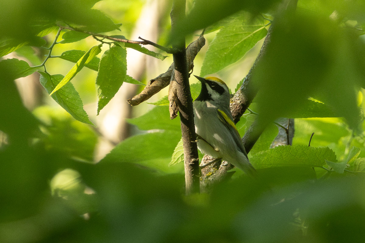 Golden-winged Warbler