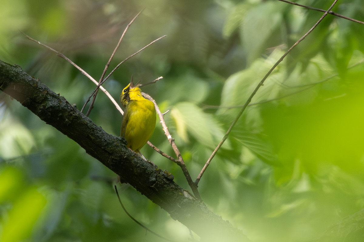 Kentucky Warbler