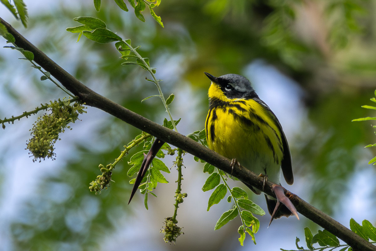 Magnolia Warbler
