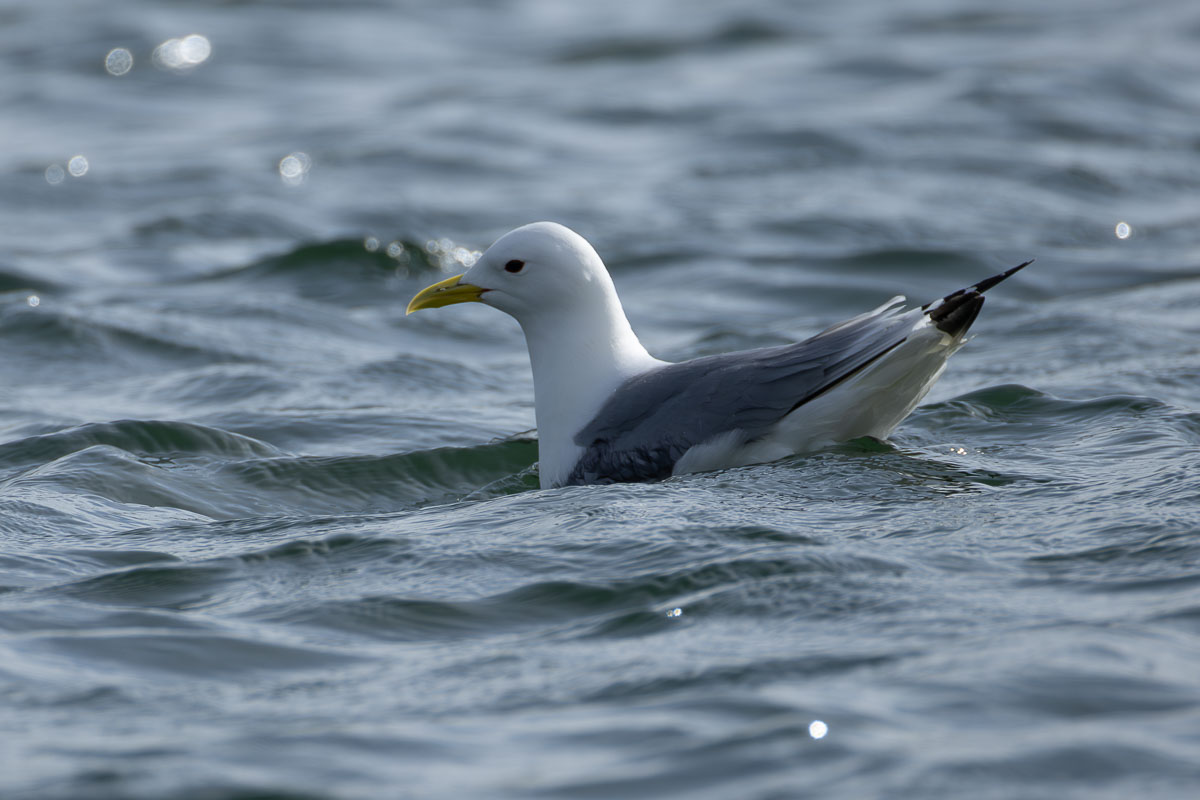 Black-legged Kittiwake