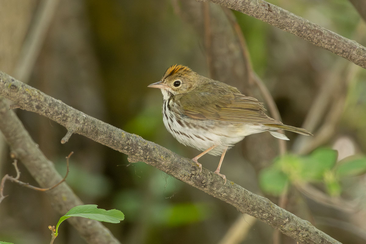 Ovenbird